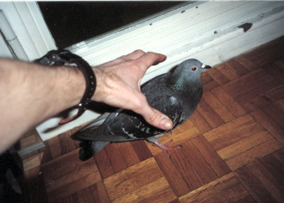 pigeon2