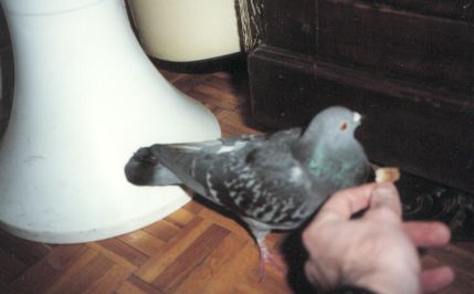 pigeon3